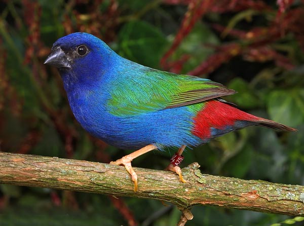 Blaugrüne-Papageiamadine-11